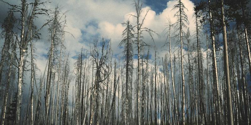 双利家居实木保养全攻略：科学养护不同木材，让北欧风家具历久弥新